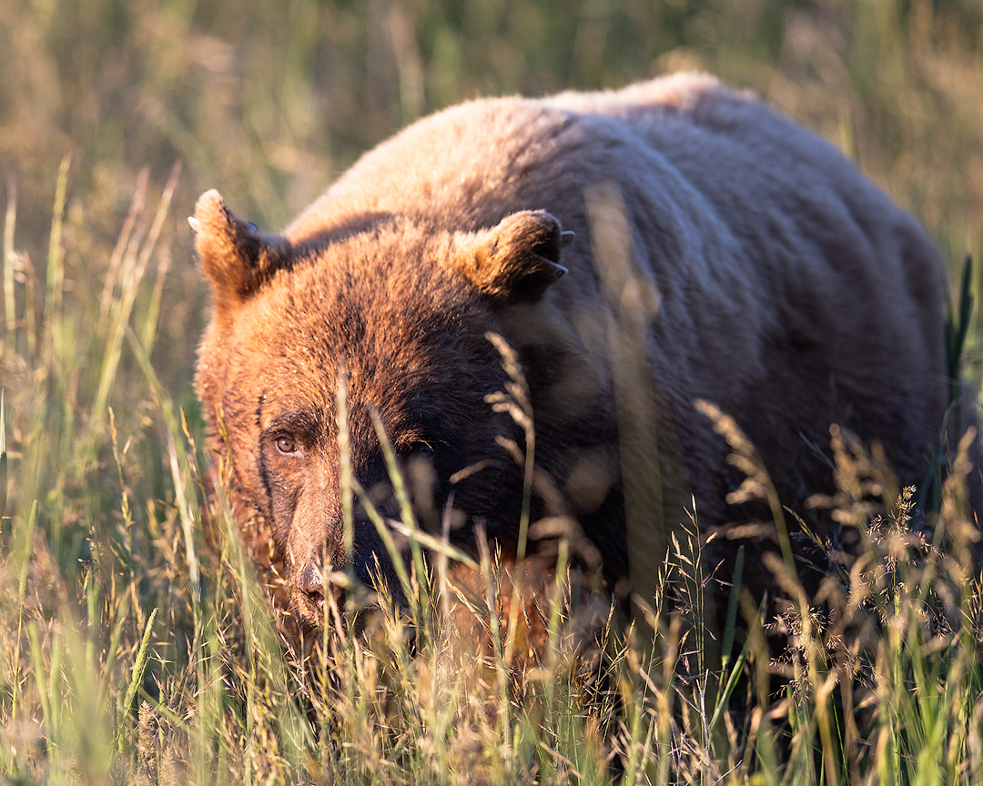 Morning Grizzly