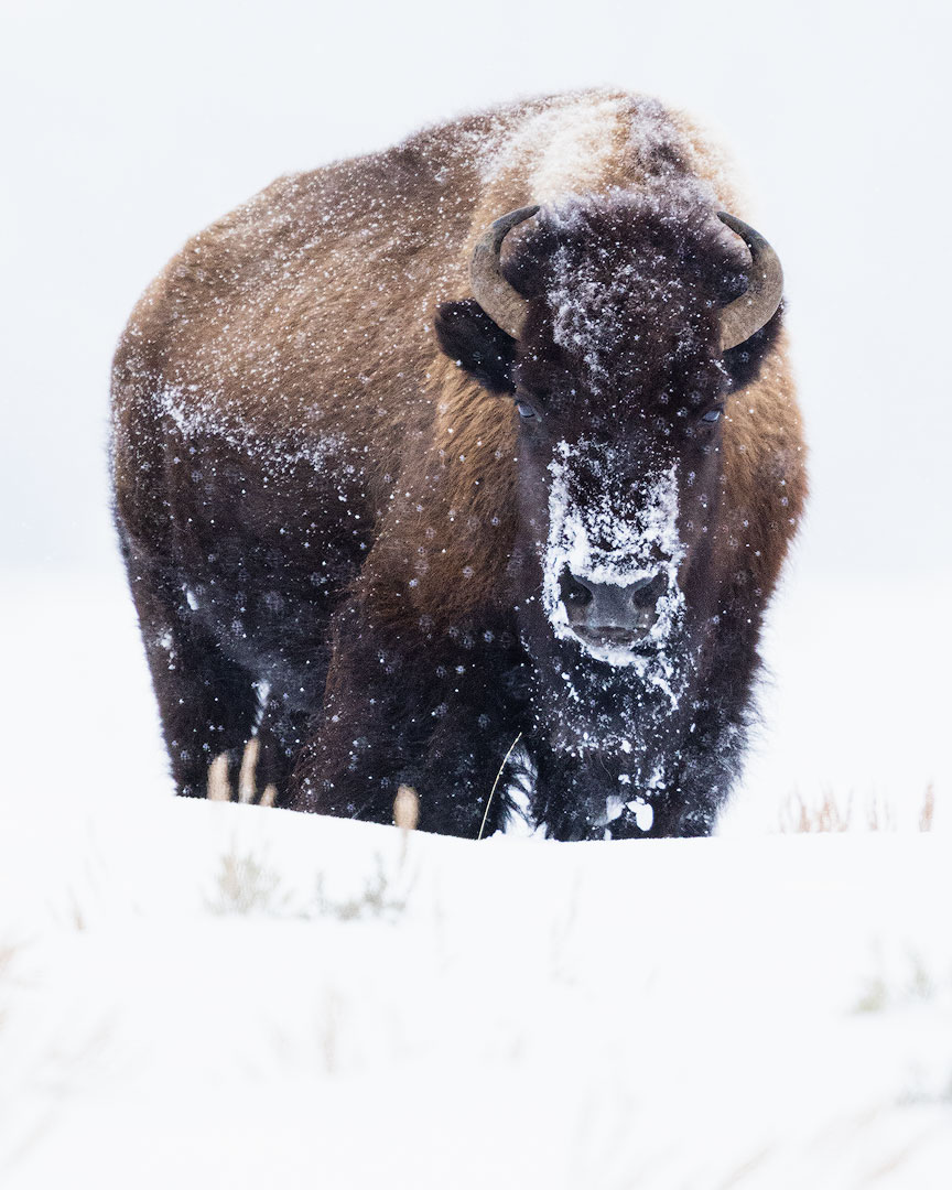 “a bison stares at you from a distance”